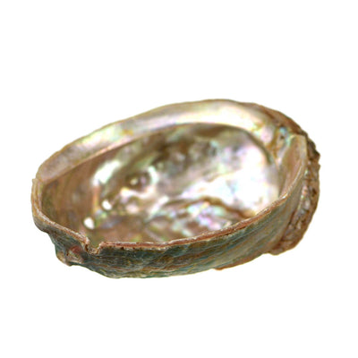 Abalone Shell - Karma Living